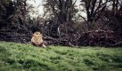 Snappers Choice - Lion.jpg