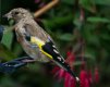 Juvenille Goldfinch 3.jpg
