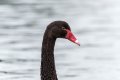 4 - Black Swan 5-1.jpg