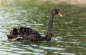 4 - Black Swan 2-1.jpg
