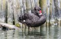 4 - Black Swan-1.jpg
