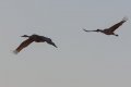 Sandhill Cranes.JPG