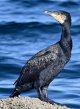 DSC_0855 cormorant.JPG
