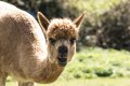 6 Alpacas a-1.jpg 6 Alpacas a-1.jpg