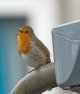 robin2.jpg