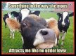 moo.jpg