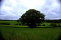 TREE2.jpg