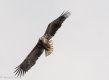 f Sea Eagle 6-1.jpg