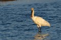 Spoonbill2.jpg