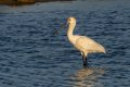 Spoonbill1.jpg