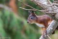 q Red Squirrel 4.jpg