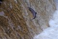001_salmon.JPG 001_salmon.JPG