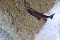 002_salmon.JPG 002_salmon.JPG