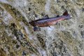003_salmon.JPG 003_salmon.JPG