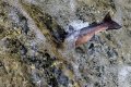 004_salmon.JPG 004_salmon.JPG