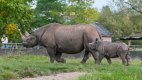 Rhino & Baby.jpg