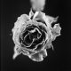 DSCF6781.jpg