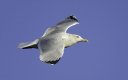 DSC00299 small.jpg