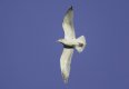 DSC00255 small.jpg