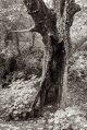 2020-6-5, Walbottle Dene, Olympus OM-1, Old FP4, 50mm, HC110 semi-stand, 24.jpg