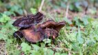 Mushroom.jpg Mushroom.jpg