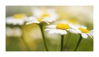 Macro flower shots-9627-Edit-Edit.jpg