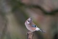 Jay 30-12-20 c (1 of 1).jpg