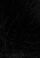 300% crop of original TP.jpg 300% crop of original TP.jpg