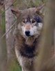 watching_lrPP-5616.jpg watching_lrPP-5616.jpg