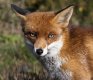 FoxPortrait20120219-_MG_9383.jpg FoxPortrait20120219-_MG_9383.jpg