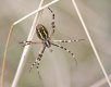 waspSpider_4591.jpg waspSpider_4591.jpg