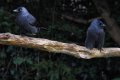 Jackdaws_M1X58844.jpg