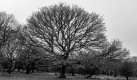Tree B&W-3575 PS Adj.jpg Tree B&W-3575 PS Adj.jpg