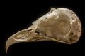 Barn owl skull.jpg