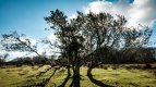 Twisted Tree PANO-3619 PS Adj upload.jpg Twisted Tree PANO-3619 PS Adj upload.jpg