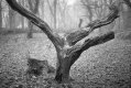 2101APMXBW31 Tree in mist.jpg