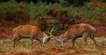 Young-stags-play-fighting-LP-crop.jpg