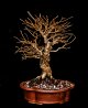 bonsai1.jpg