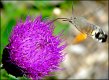 Hummingbird Hawk Moth Mayrhofen S10 NIK_1021.JPG