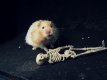 Hamster Dungeon.jpg