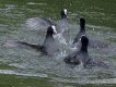 Moorhen squabble in Swindon Canal E20P 5030034.jpg
