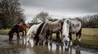 Ponies Drinking-3641 PS Adj 2.jpg Ponies Drinking-3641 PS Adj 2.jpg