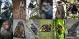 12 monkeys (1 of 1).JPG