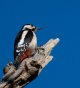 woodpecker44.jpg