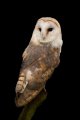 Barn Owl2 (2)g.jpg