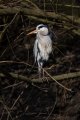 Heron, posing nicely.jpg