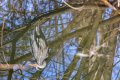 Heron, reflected s.jpg