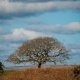 Tree for all Seasons-0486 PS Adj.jpg Tree for all Seasons-0486 PS Adj.jpg