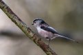Long tailed tit 27-02-21 (1 of 1).jpg