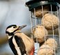 Great spotted woodpecker (m)  27-02-21 (1 of 1).jpg